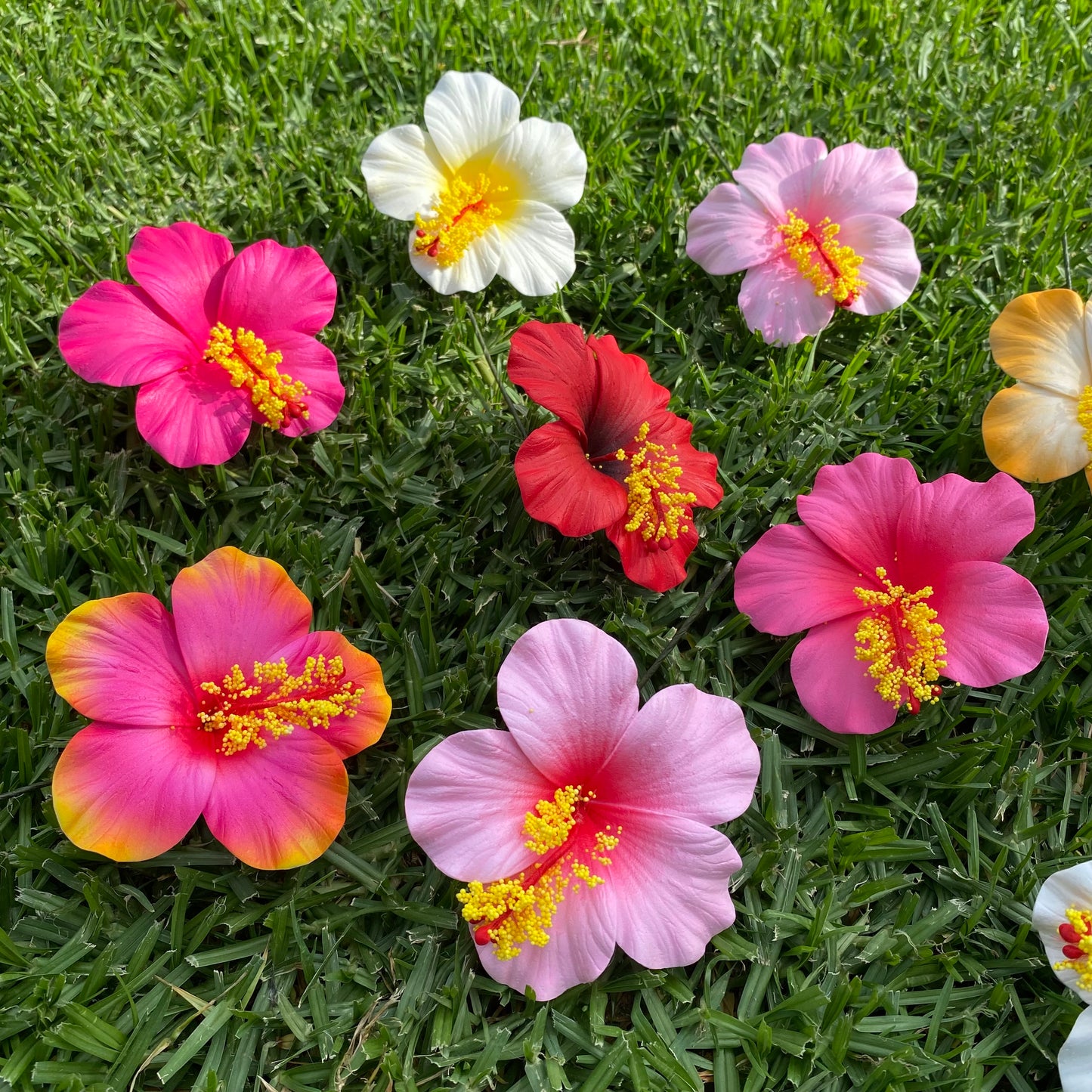 Leleana Mini Hibiscus Gift Box (7x)