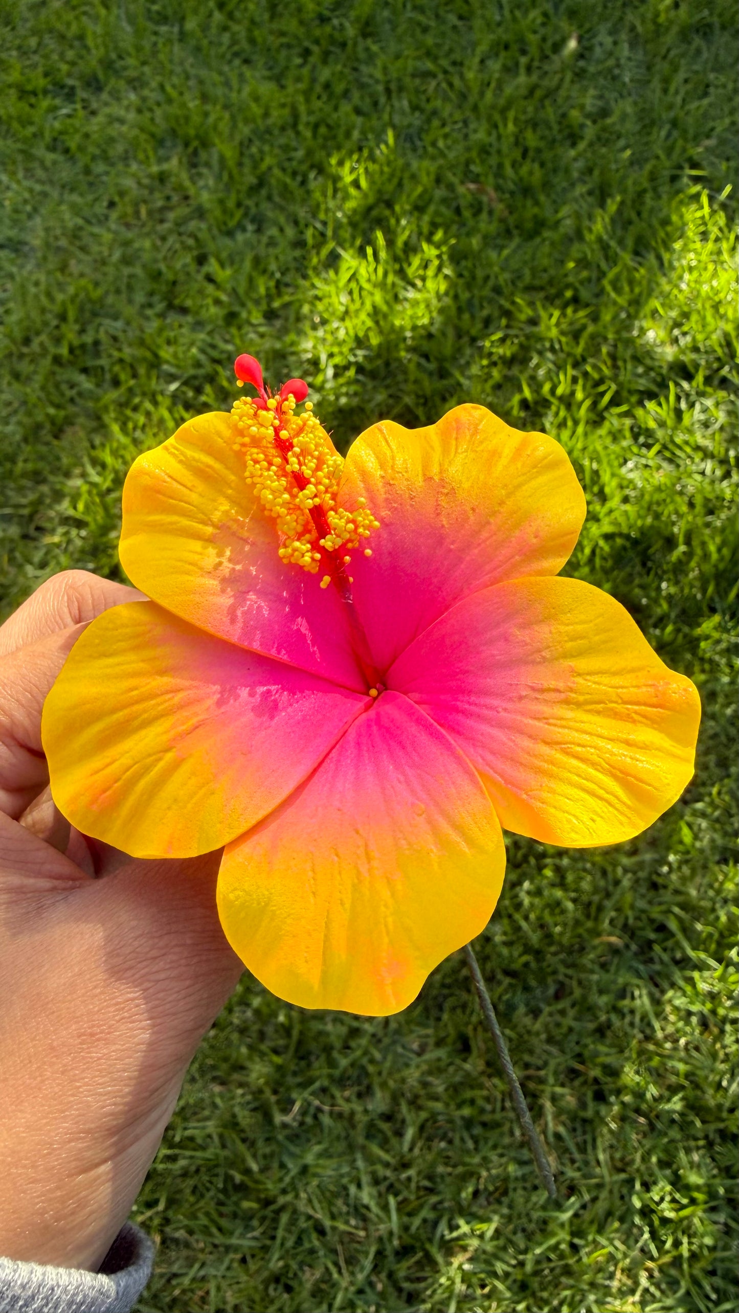 Leleana Mini Hibiscus Sei Flowers 8cm Aute Pacifika Pua