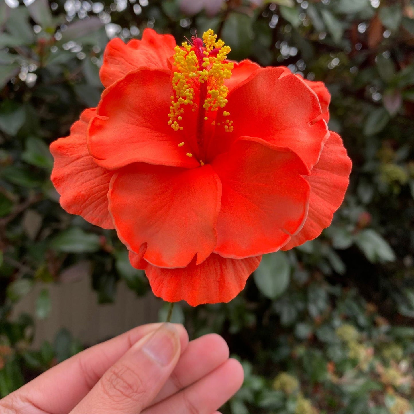 Double Hibiscus Sei Hair Flowers 8.5cm Aute Pasifika - Island Aesthetica