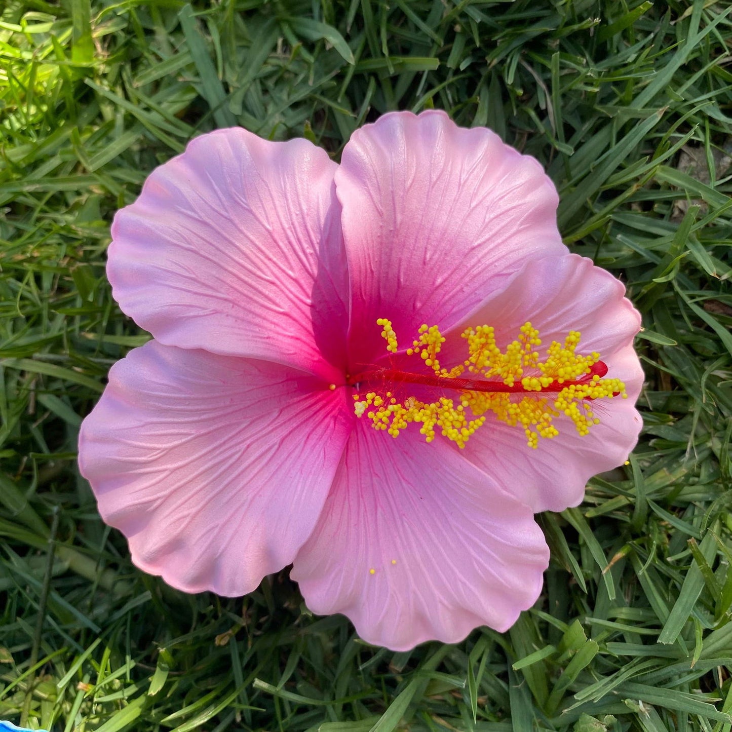 Isalei XL Hibiscus Polynesian Sei Hair Flowers 11cm - Island Aesthetica