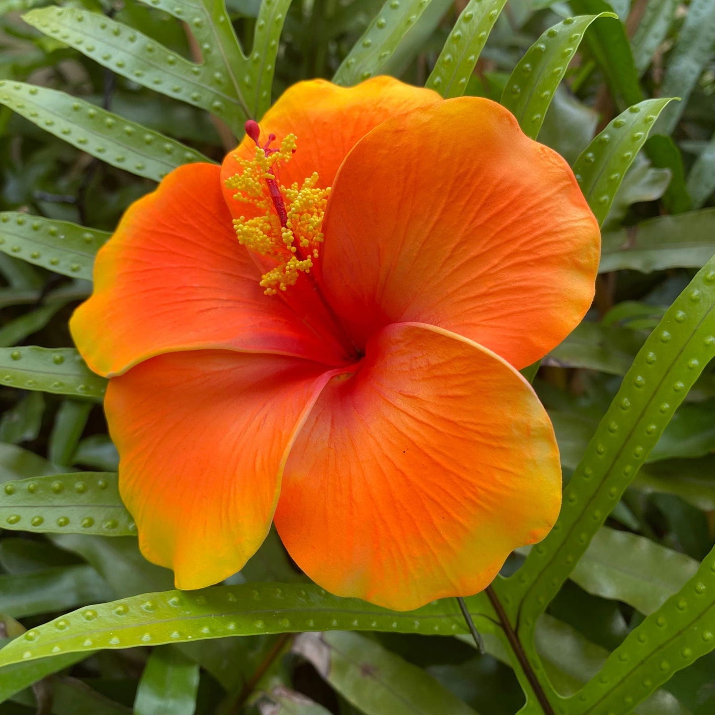 XL Hibiscus Polynesian Sei Artificial Foam Hair Flowers 12.5cm - Island Aesthetica