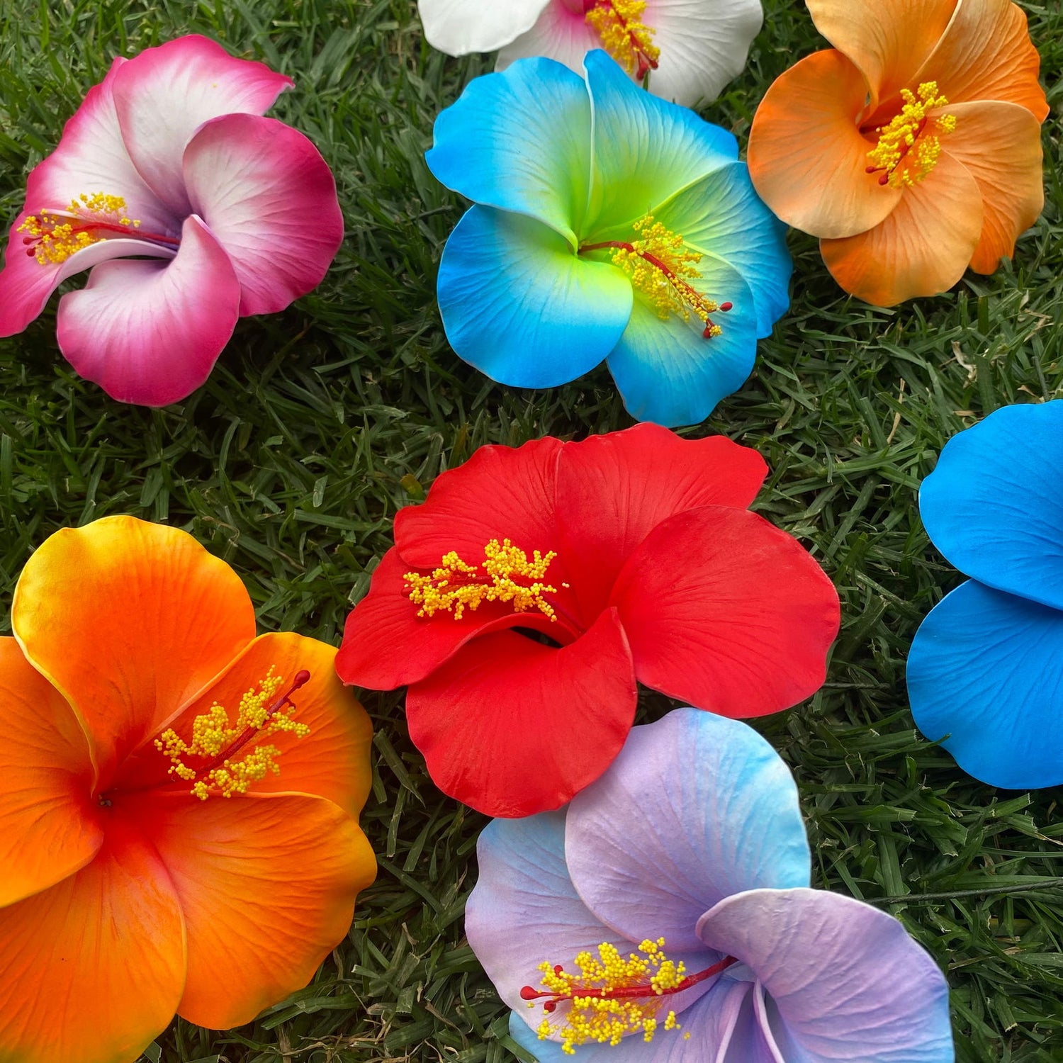 Hibiscus #product_variant# - Island Aesthetica