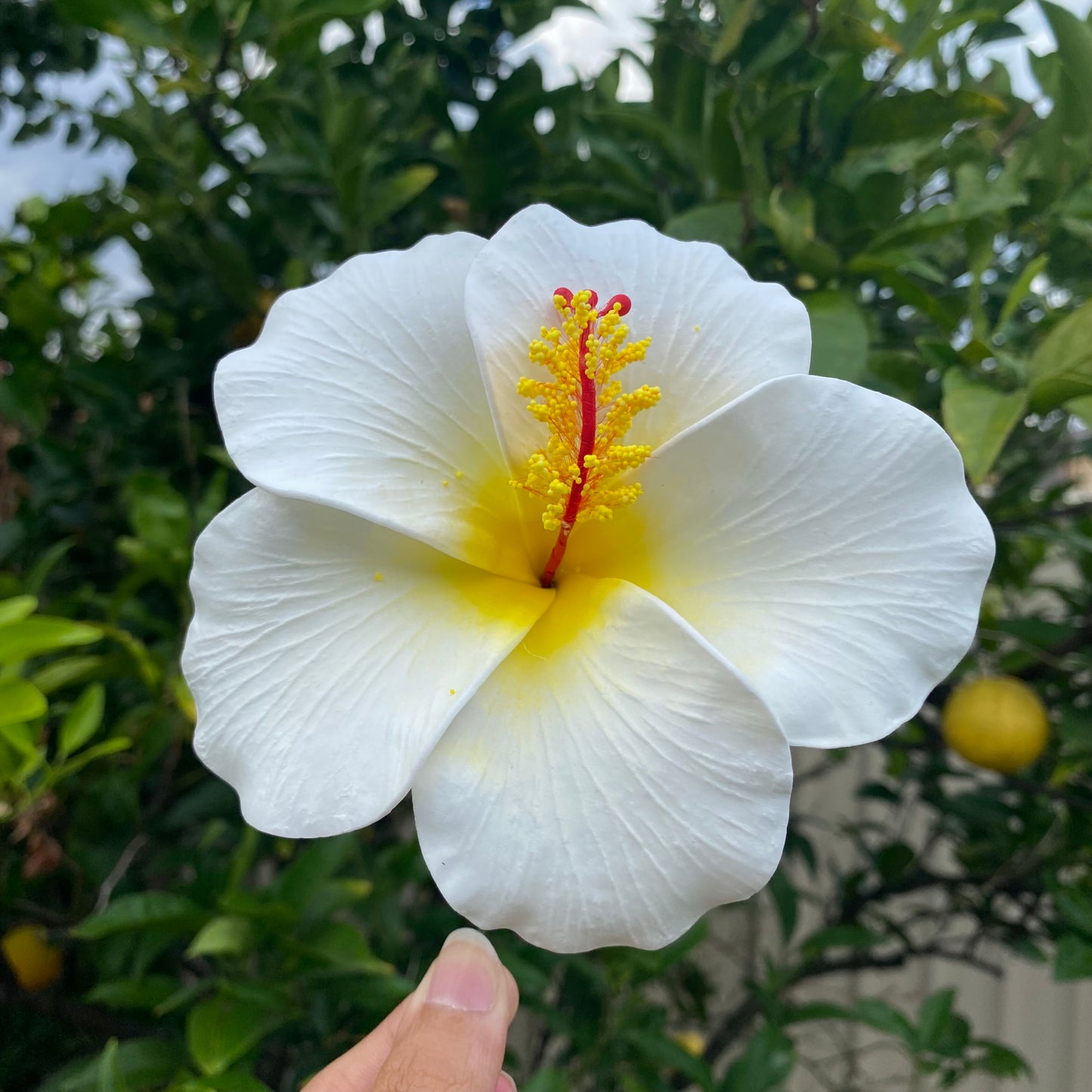 Hahana Classic XL Hibiscus Polynesian Sei Artificial Hair Flowers 12.5cm