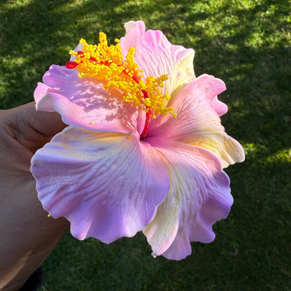 Lupeni XL Gradient Hibiscus Flowers 10cm