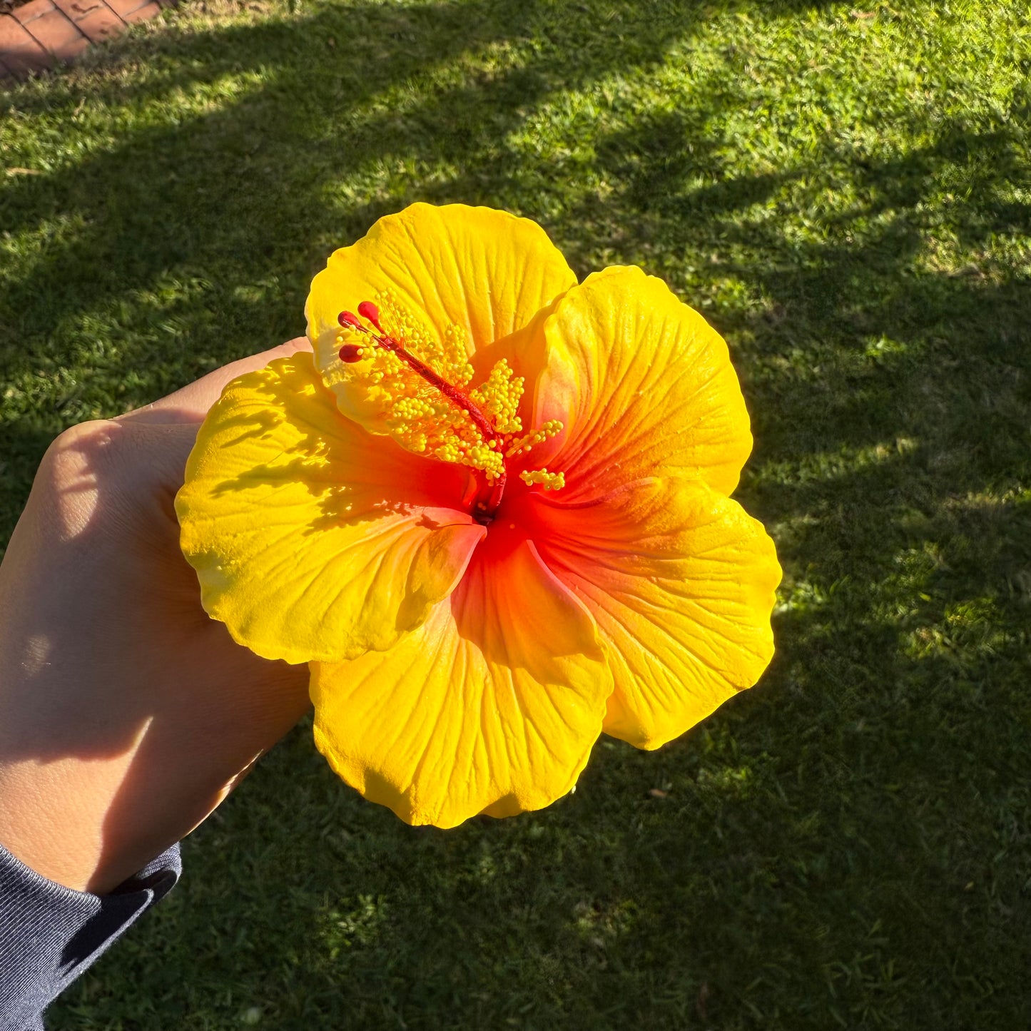 Kaia XL Gradient Hibiscus Flowers 11cm