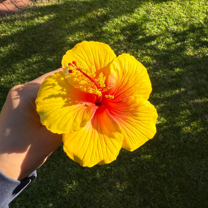 Kaia XL Gradient Hibiscus Flowers 11cm