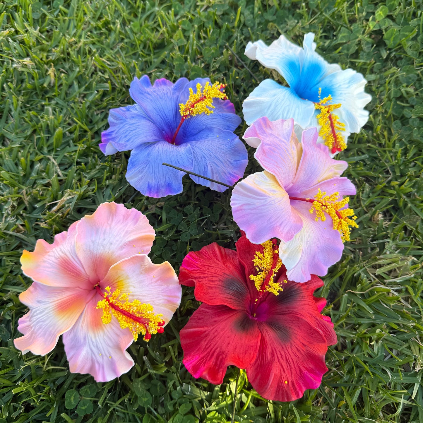 Lupeni XL Assorted Hibiscus Gift Box (5x)