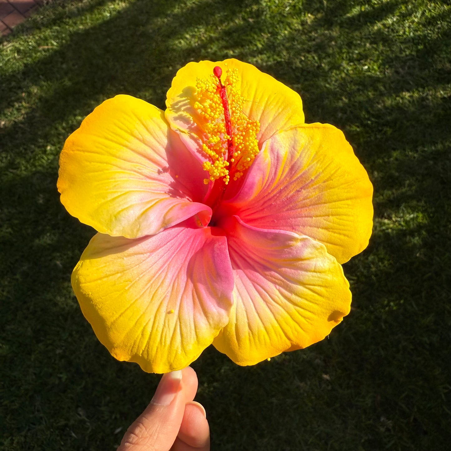 Kaia XL Gradient Hibiscus Flowers 11cm