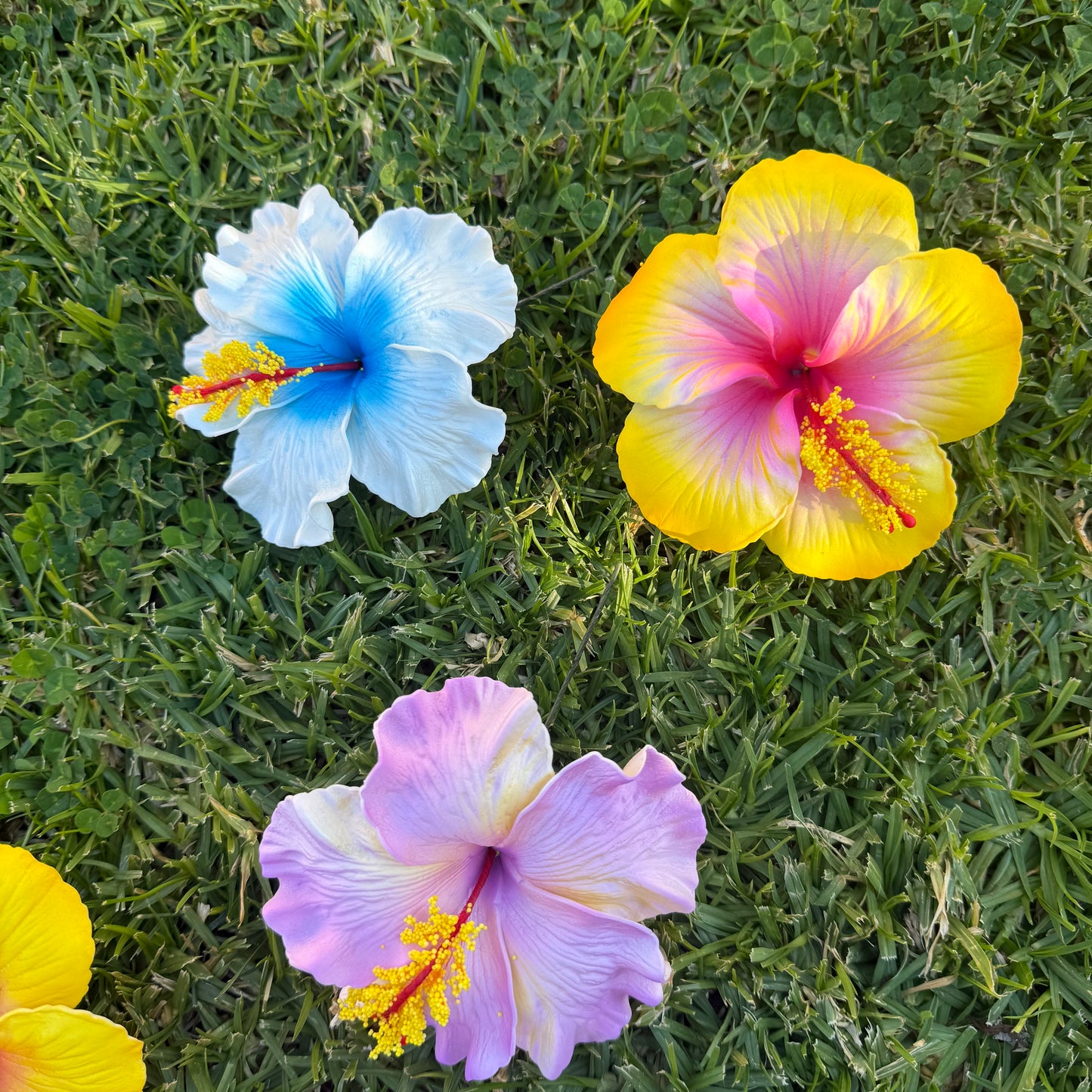 Solana Assorted XL Hibiscus Gift Box (10x)