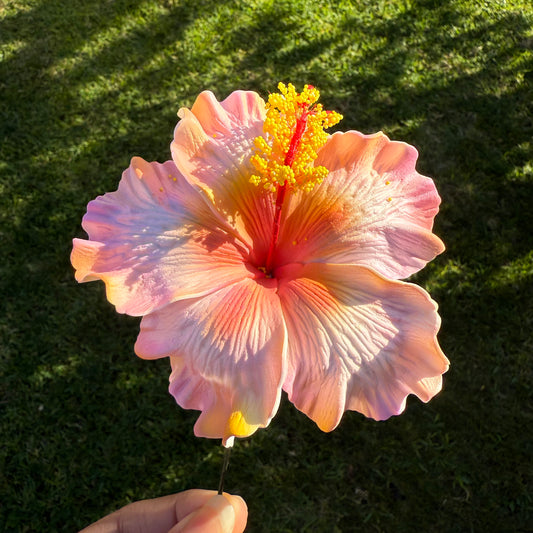 Lupeni XL Gradient Hibiscus Flowers 10cm