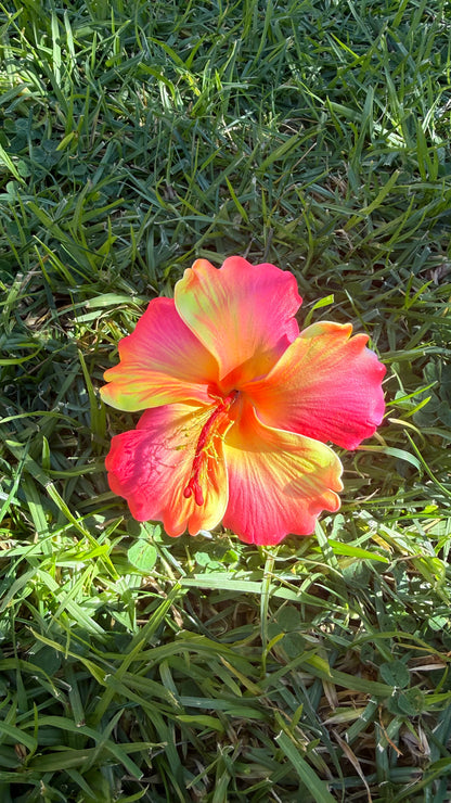 XL Gradient Hibiscus Polynesian Sei Hair Flowers 10cm