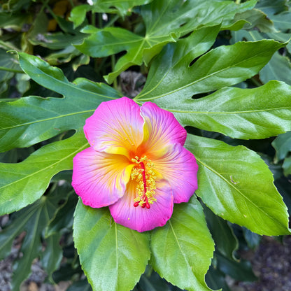 Kaia XL Gradient Hibiscus Flowers 11cm