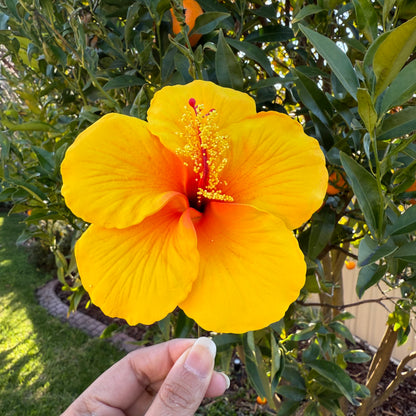 Kaia XL Gradient Hibiscus Flowers 11cm