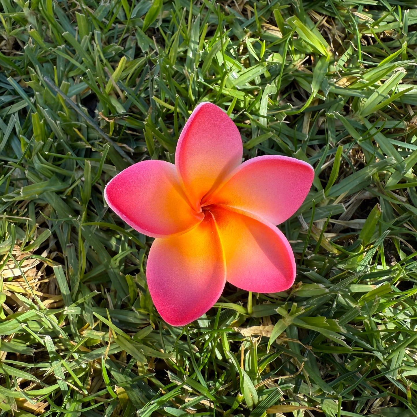 Maile XS Frangipani Sei Flowers 5cm