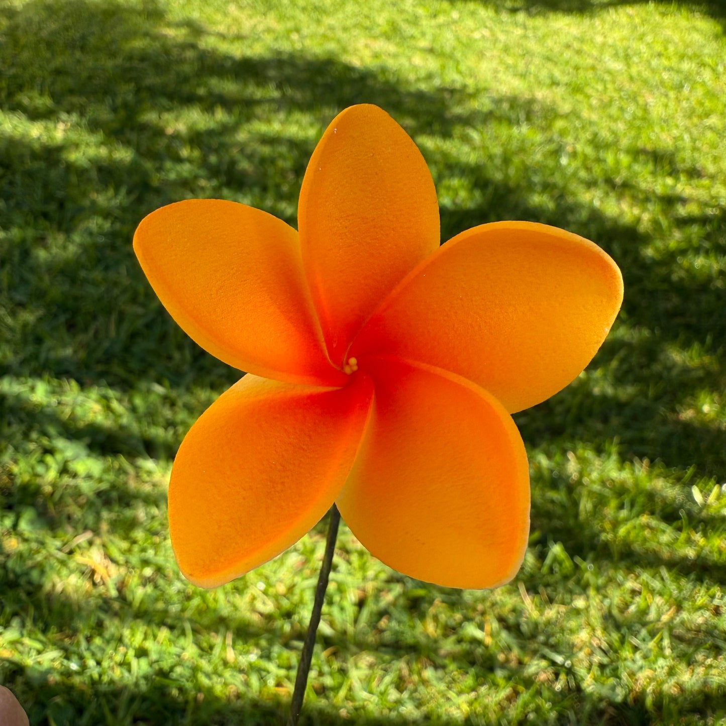 Maile XS Frangipani Sei Flowers 5cm