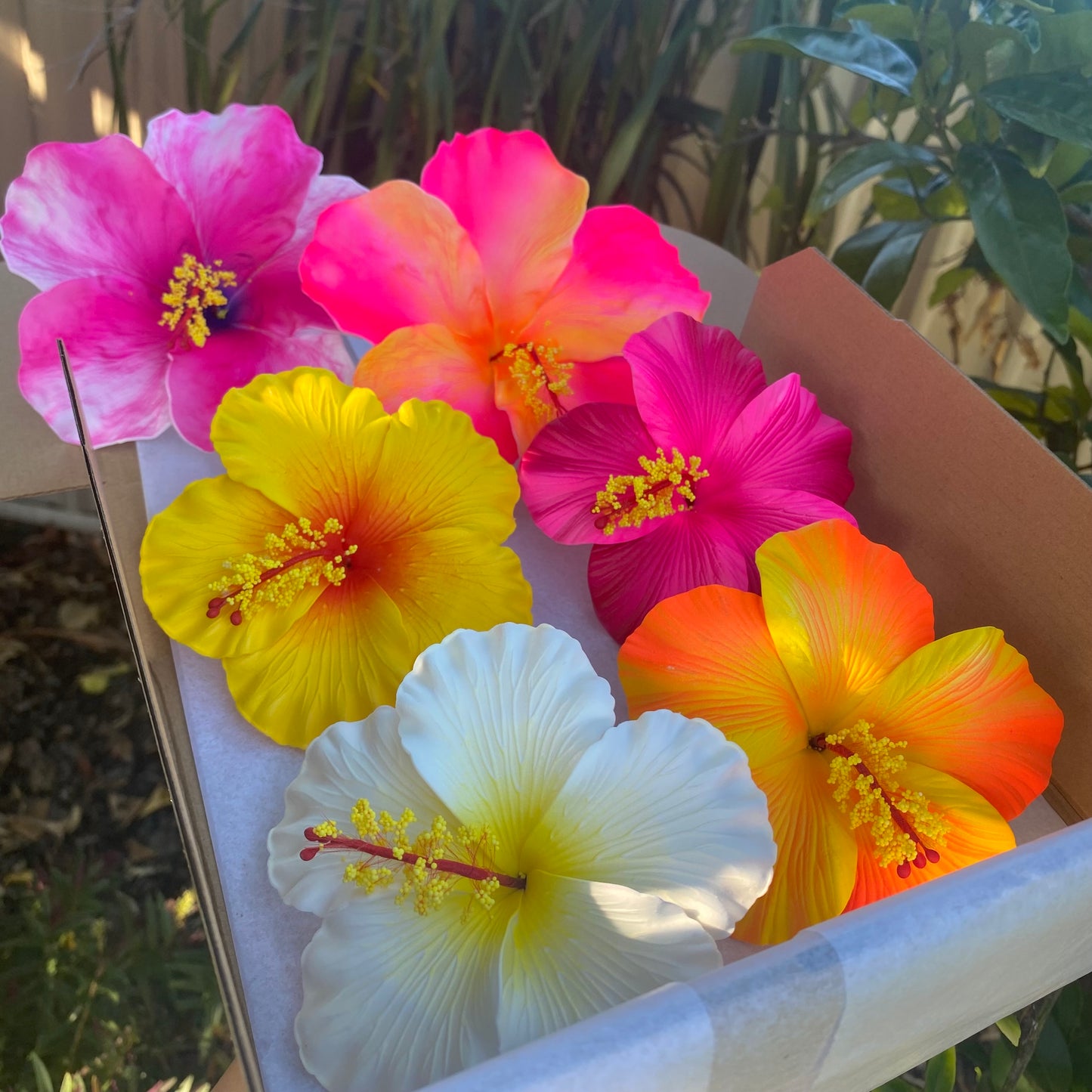 Anuhea (6x) XL Hibiscus Flowers Gift Box