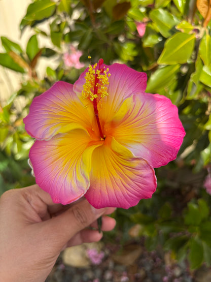 Kaia XL Gradient Hibiscus Flowers 11cm