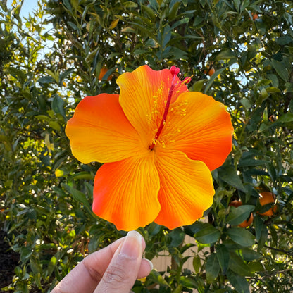 Millilani Large Hibiscus Sei Aute Hair Foam Flowers 9cm Pacifika - Island Aesthetica