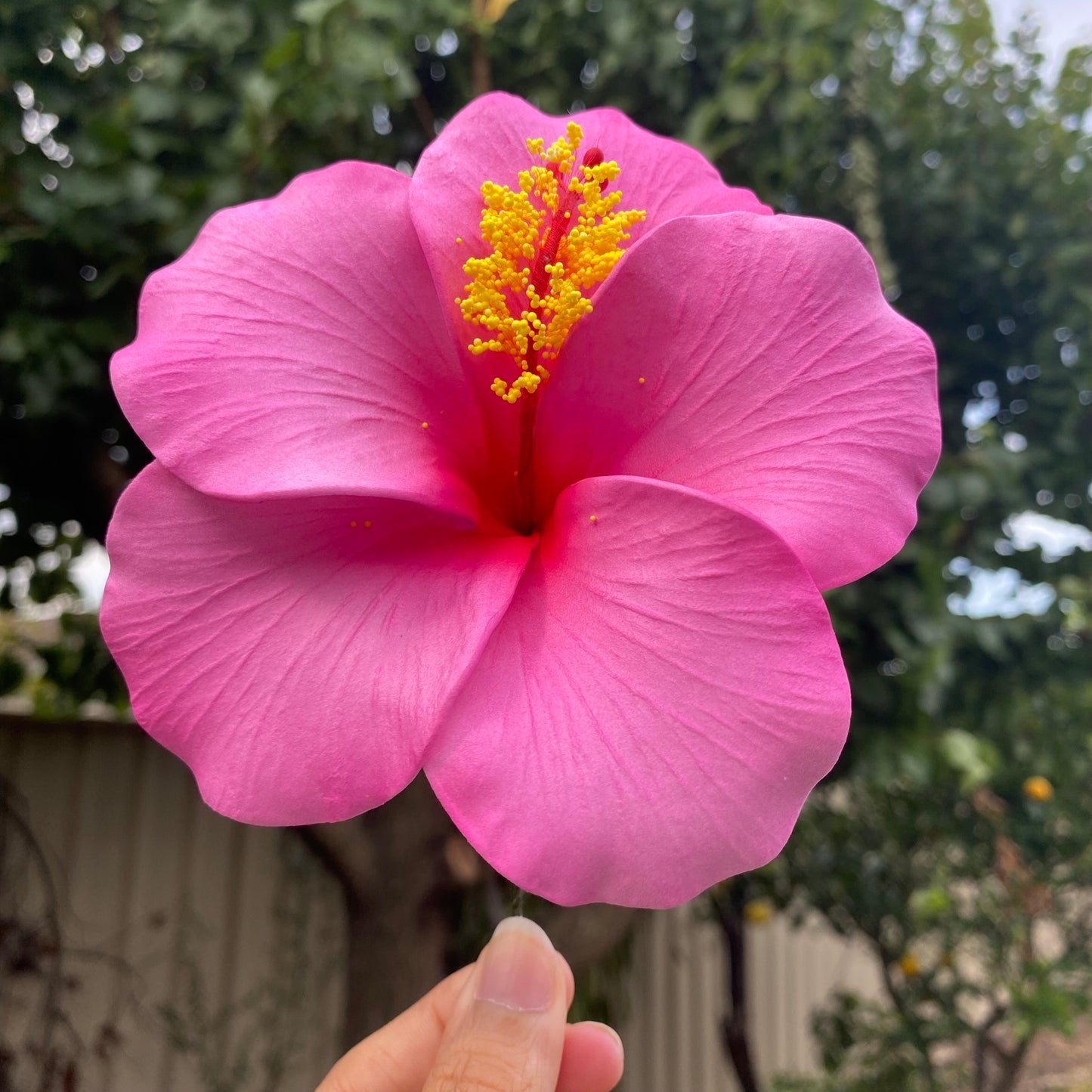 Hahana Classic XL Hibiscus Polynesian Sei Artificial Hair Flowers 12.5cm