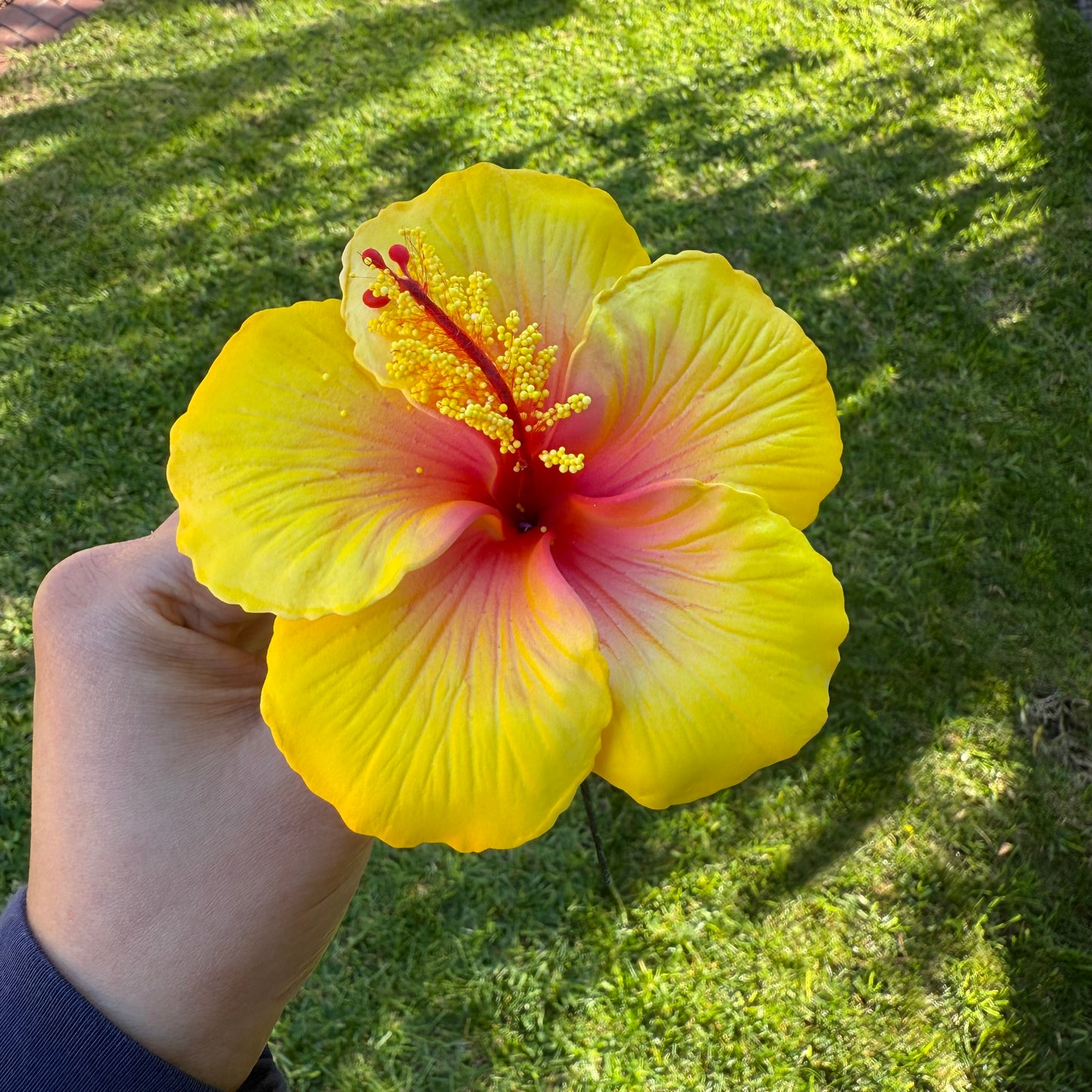 Kaia XL Gradient Hibiscus Flowers 11cm