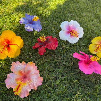 Solana Assorted XL Hibiscus Gift Box (10x)
