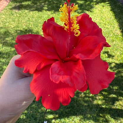 Arihi XL Double Hibiscus Flowers 11cm