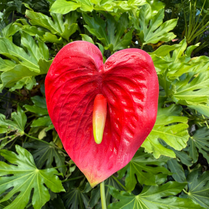 Anthurium Tropical Sei Hair Flowers Pua Pacific Islands Size M