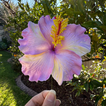Lupeni XL Gradient Hibiscus Flowers 10cm