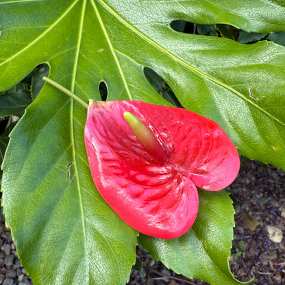 Anthurium Tropical Sei Hair Flowers Pua Pacific Islands Size M