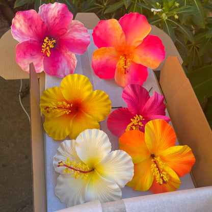 Anuhea (6x) XL Hibiscus Flowers Gift Box