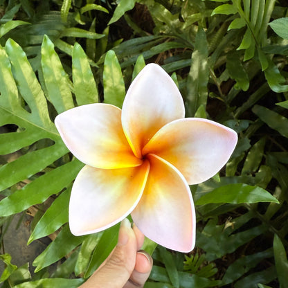 Atalina Frangipani Sei Flowers Size L Pacific Islands Polynesian Hair Flowers Pua