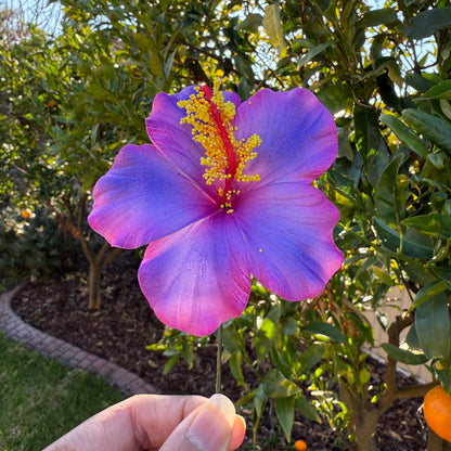 Medium Hibiscus Sei Foam Flowers 8.5cm Aute Pacifika Pua - Island Aesthetica