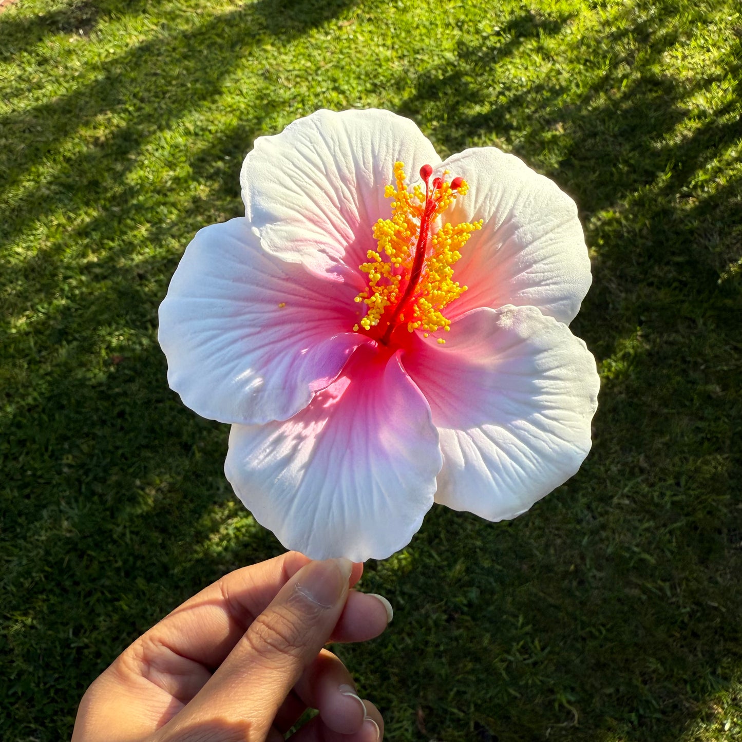 Kaia XL Gradient Hibiscus Flowers 11cm