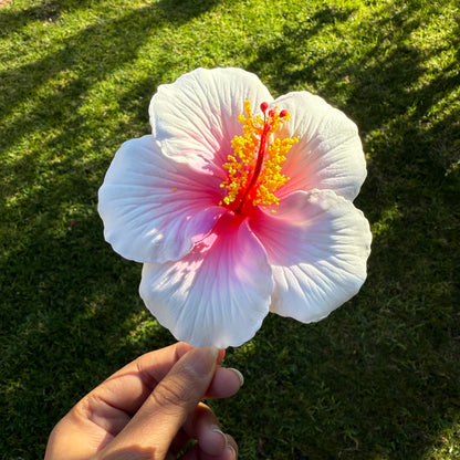 Kaia XL Gradient Hibiscus Flowers 11cm