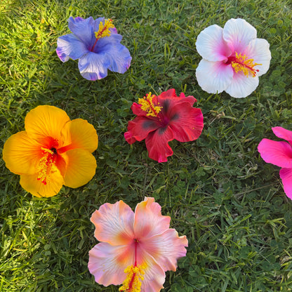 Solana Assorted XL Hibiscus Gift Box (10x)