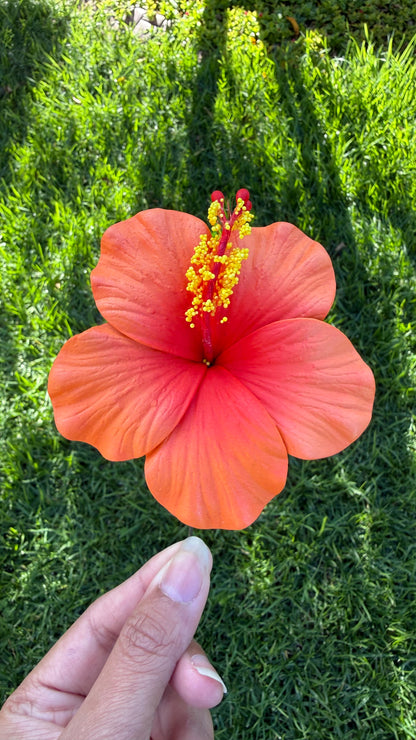 Leleana Mini Hibiscus Sei Flowers 8cm Aute Pacifika Pua