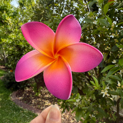 Analei Gradient Frangipani Sei Foam Flowers 7.5cm Pacific Islands Accessories Size Medium