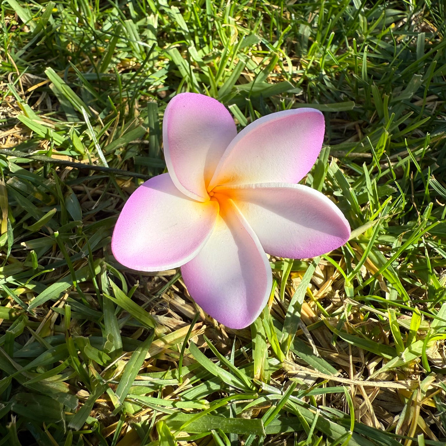 Maile XS Frangipani Sei Flowers 5cm