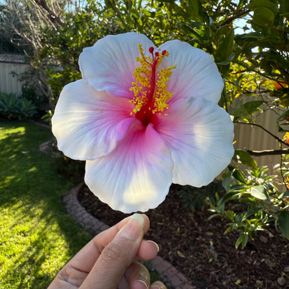 Kaia XL Gradient Hibiscus Flowers 11cm