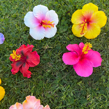 Solana Assorted XL Hibiscus Gift Box (10x)