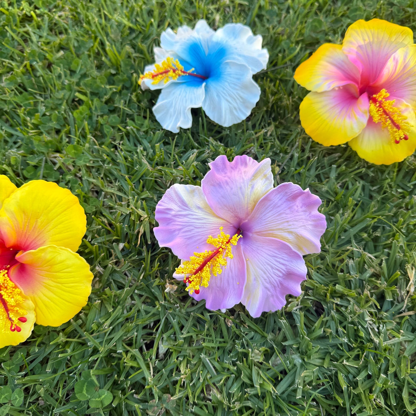 Solana Assorted XL Hibiscus Gift Box (10x)