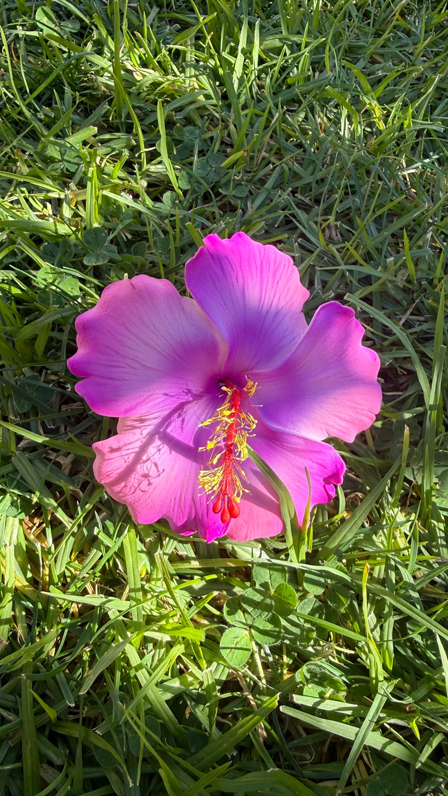 XL Gradient Hibiscus Polynesian Sei Hair Flowers 10cm