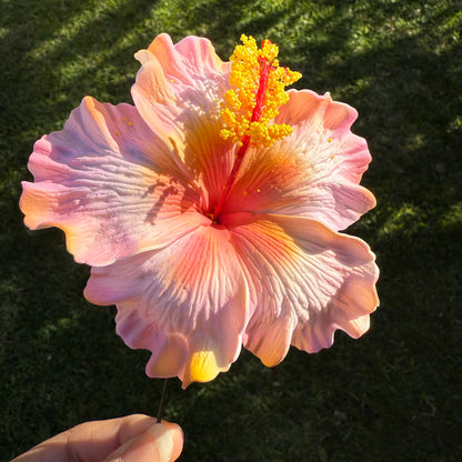 Lupeni XL Gradient Hibiscus Flowers 10cm