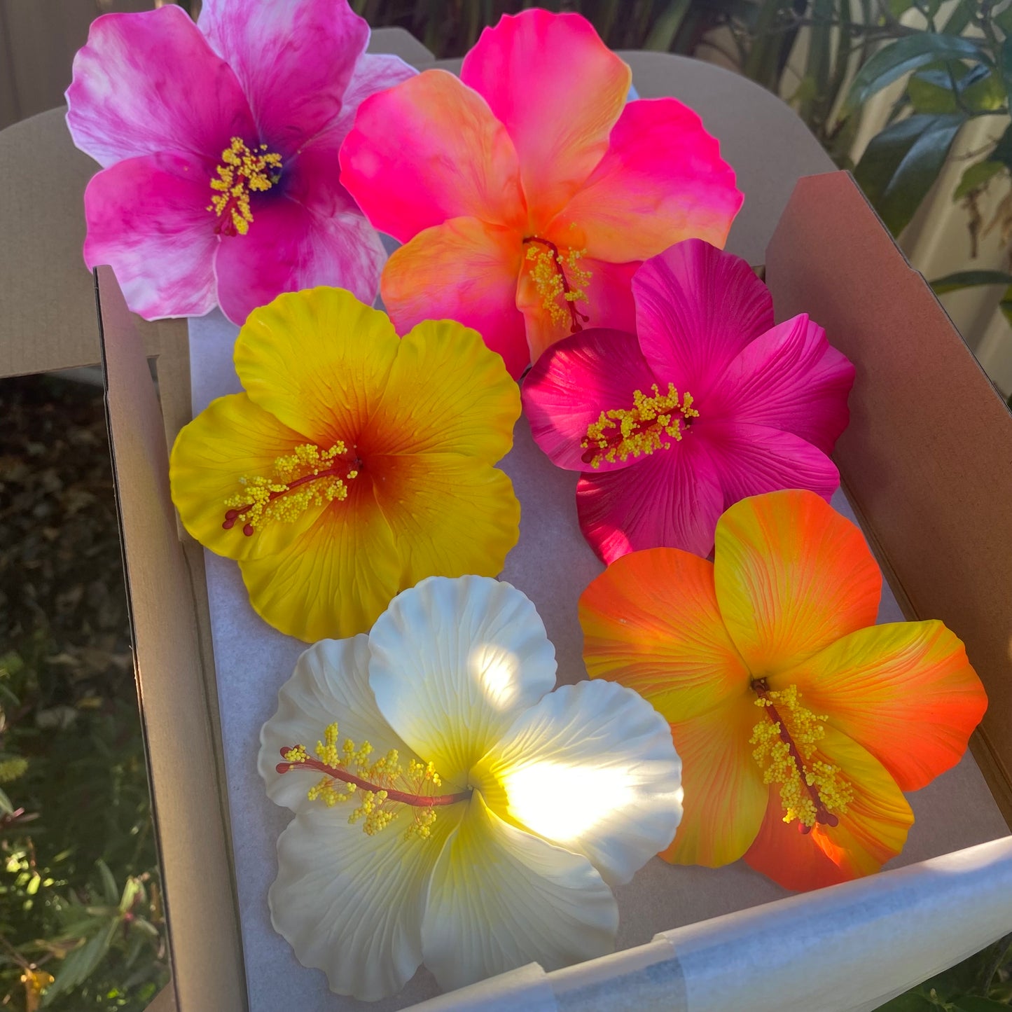 Anuhea (6x) XL Hibiscus Flowers Gift Box
