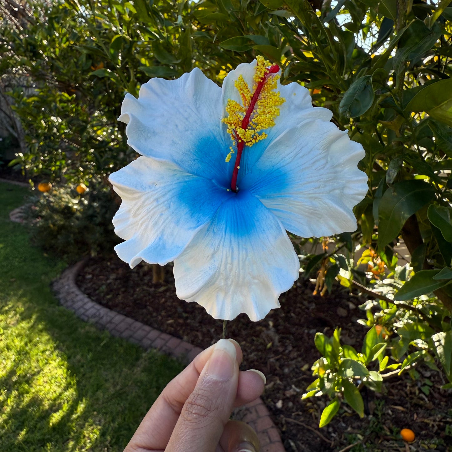 Lupeni XL Gradient Hibiscus Flowers 10cm