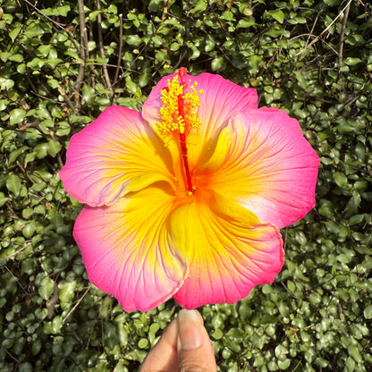 Kaia XL Gradient Hibiscus Flowers 11cm