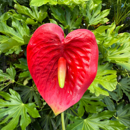 Anthurium Tropical Sei Hair Flowers Pua Pacific Islands Size M