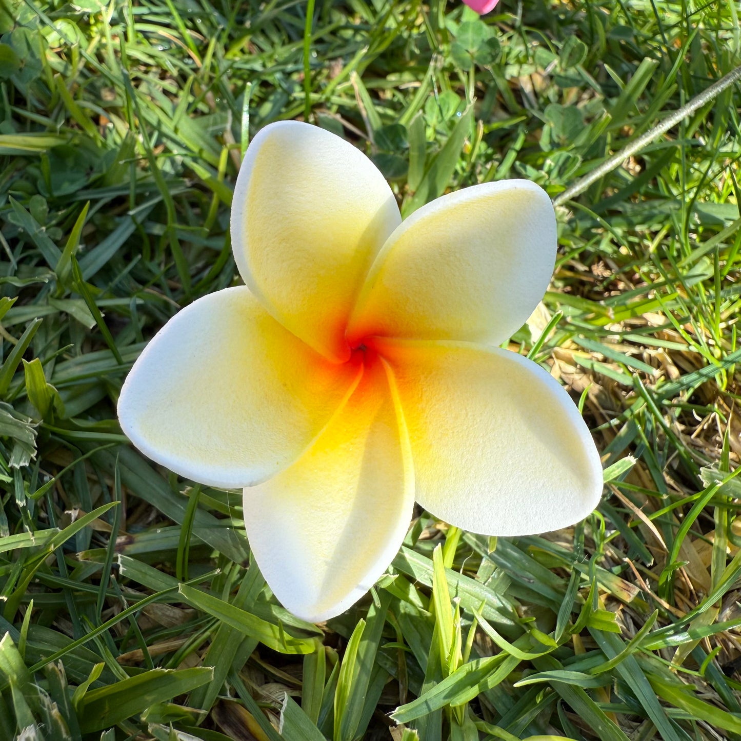 Maile XS Frangipani Sei Flowers 5cm