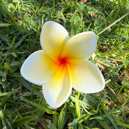 Maile XS Frangipani Sei Flowers 5cm
