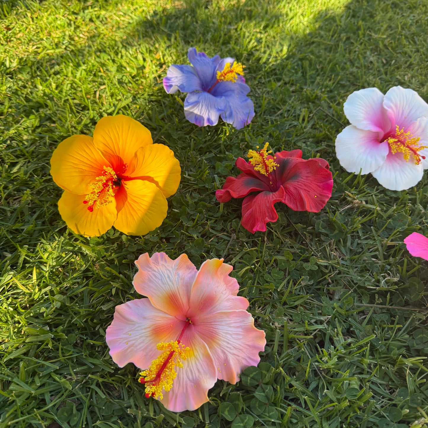 Solana Assorted XL Hibiscus Gift Box (10x)